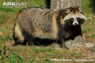 Illustration for article titled Wednesday Woof - Nyctereutes procyonoides Edition (on Thursday)